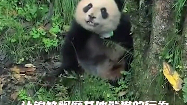 For Jinzhu, Yuanyuan is definitely the late-arriving male lead who comes to save it…