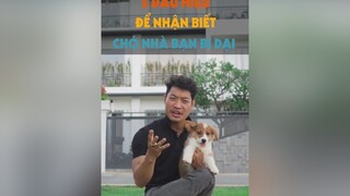 5 dấu hiệu nhận biết chó nhà bạn bị dại tuitienpet dcgr pet