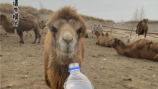 A 900-yuan bottle is no longer enough for it.