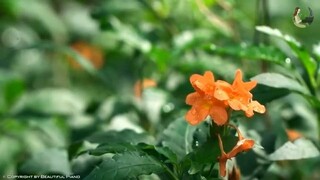 Beautiful Piano Melodies Songs Ever Best Relaxing Romantic