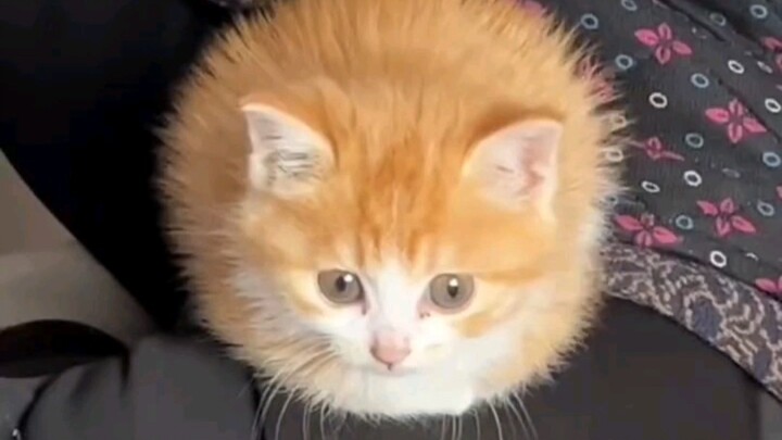 【เอฟเฟกต์เสียง MC】ฉันคือลูกขนเล็กๆ!