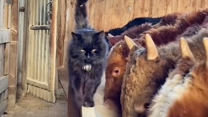 Các bạn ơi, hãy run rẩy đi, tôi đã không còn là chính mình của ngày xưa nữa!