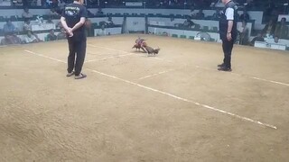 Pure Prh Straight comb win at San Carlos Palawan