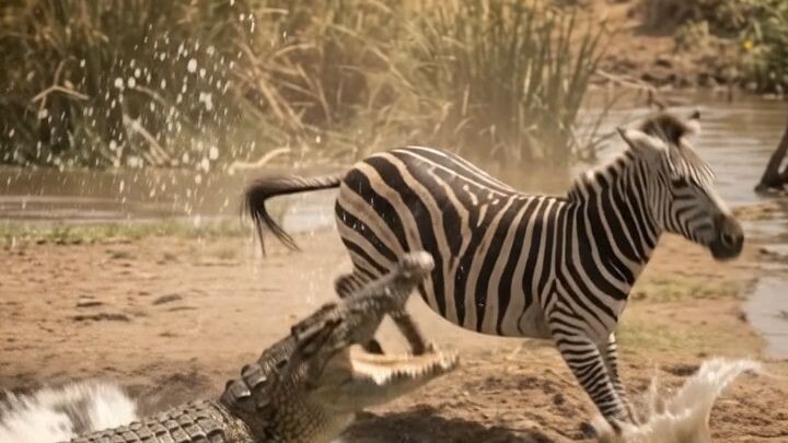 Crocodile attacks zebra at river #animals