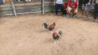 Boston hatch basic fight