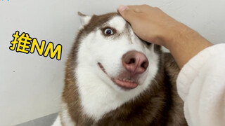 "When You Think Your Husky Is an Easy Type to Seduce"