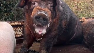 这猪也太大了吧