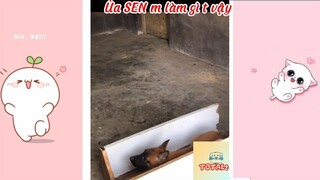 Tổng hợp những khoảnh khắc Hài Hước của Động Vật-154-Phần 7