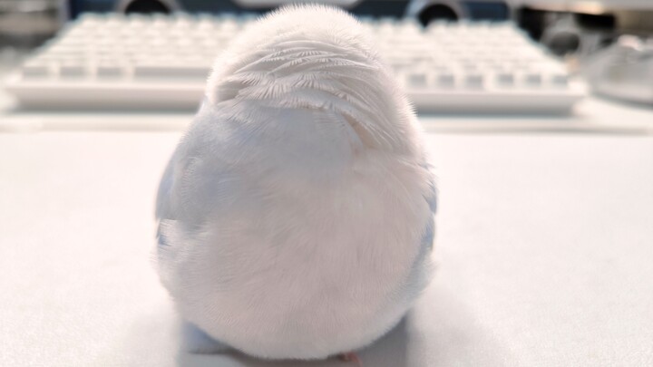 ไม่บอกก็คงไม่มีใครรู้ว่านี่คือขี้นก 🐦