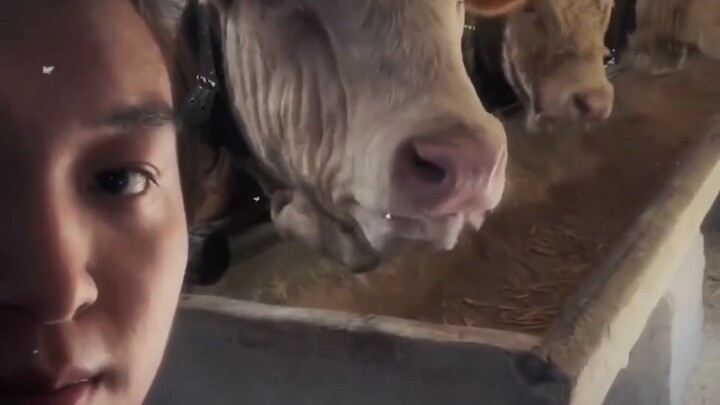 Sapi: Besok minum yogurt