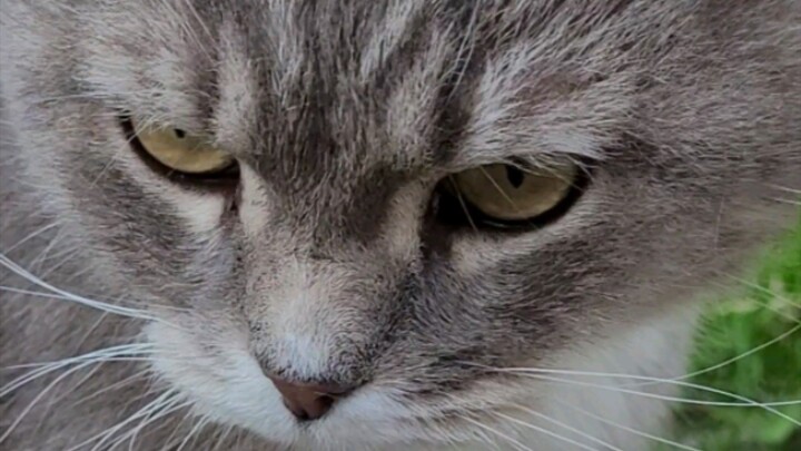 Встреча на дорожке