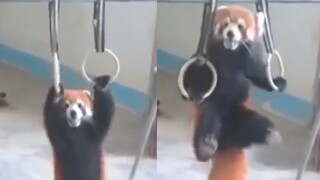 I'm not as good as a red panda
