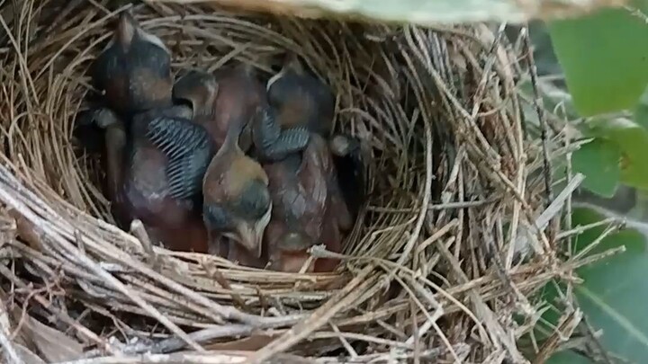 wild life♥️♥️