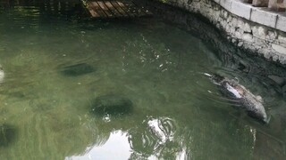 The seals swimming back and forth in Jinan's Baotu Spring were reportedly sent away in 2021.