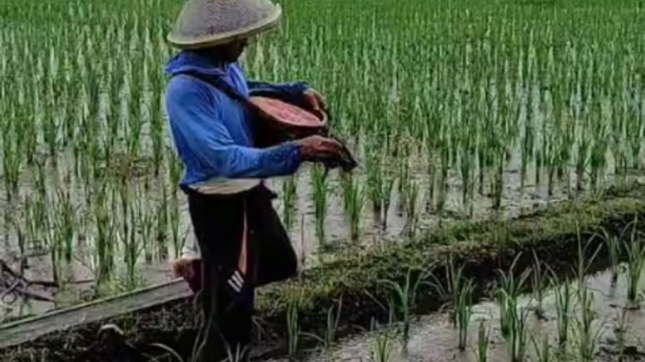 cara merawat padi sehat