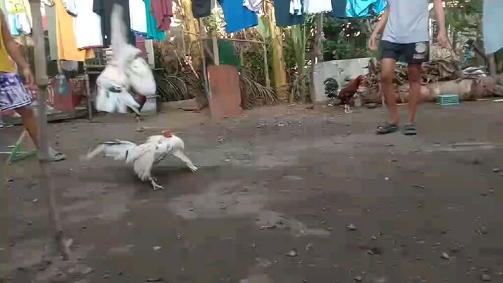 all white mga una Kong manok