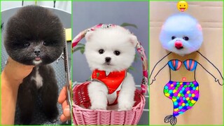 Funny and Cute Dog Pomeranian 😍🐶| Funny Puppy Videos #203
