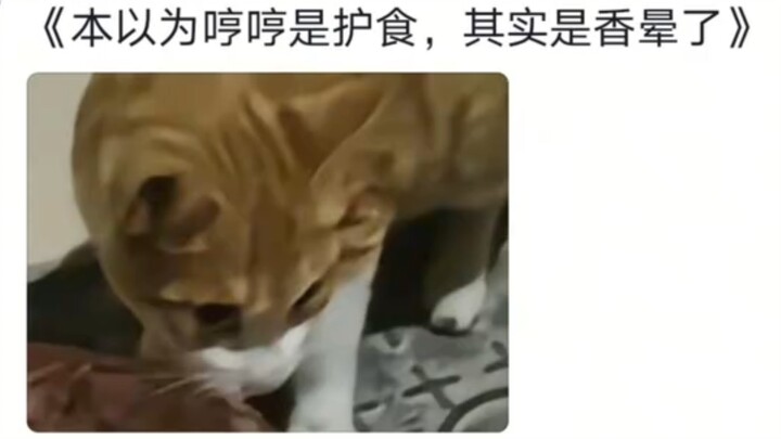 Kucing kecil malam ini pulang lalu menulis sebuah esai Berlayar ke Negeri Bunga Persik.