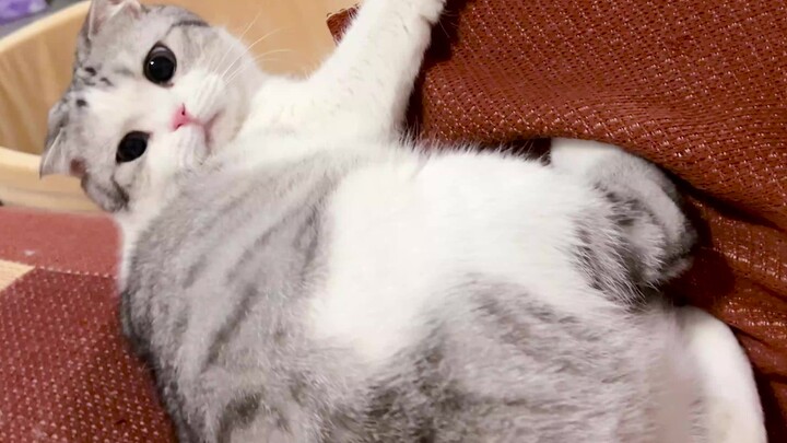 The cat wants to rescue the screaming cat from the phone.