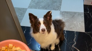 On Border Collies eating better than their owners