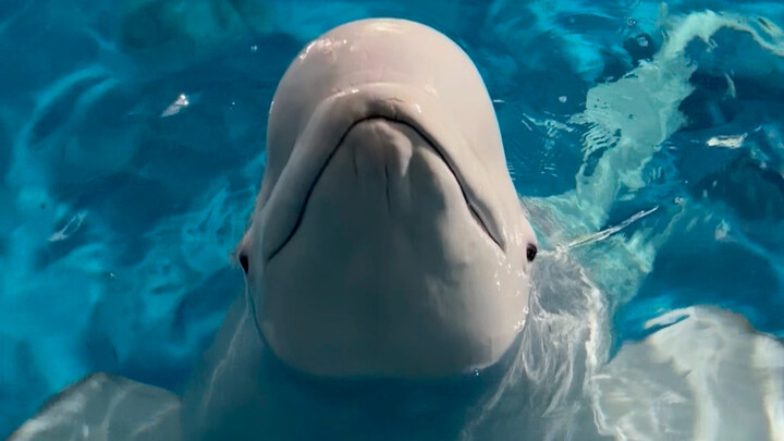 The white whale has ears and can hear.