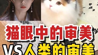 Cats of the same kind in the eyes of cats VS cats in the eyes of humans, see how big the gap is?