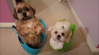 Bốn bé dễ thương bị sự cố vì bảo tuyết|Four cute babies had troublesome because of snow storm.