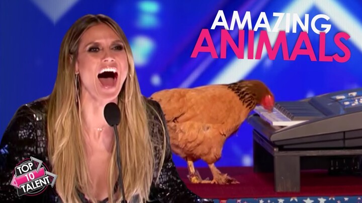 Top 10 Most Talented Animals on America's Got Talent EVER! Who Wins?