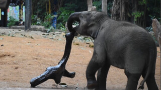 Animal|Baby Elephant Rolling Things Intently