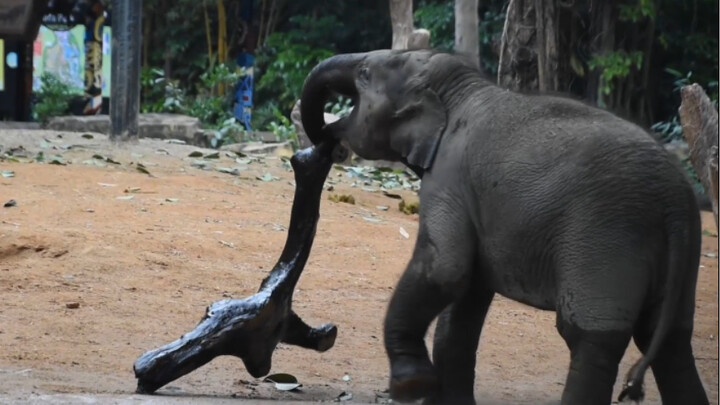Động vật|Chú voi con tập trung vào việc lăn đồ