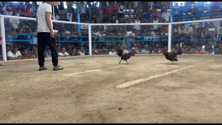 WL  sayang gumiwang giwang na sana kalaban nakaganti pa🫡🐓