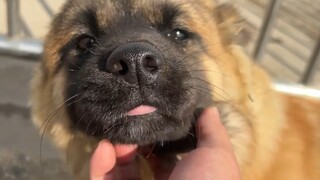 Promote the puppy to be the leader of the community cattle, call a meeting of the dogs in the villag