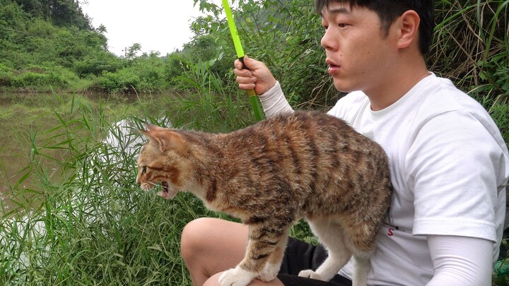 猫：一个星期了，终于上鱼了，你知道我这一个星期是怎么饿过来的吗