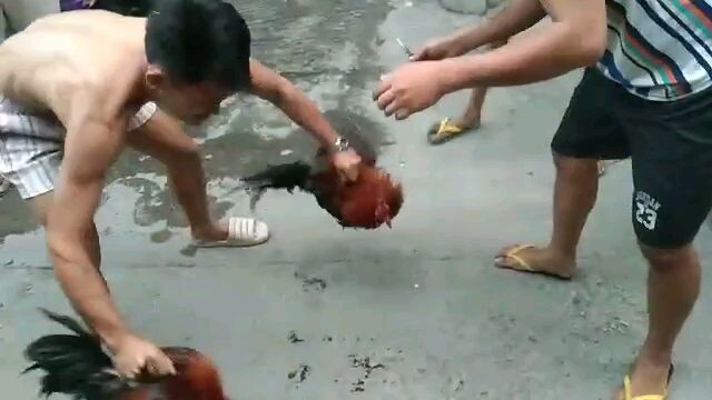 hadjie vs cris