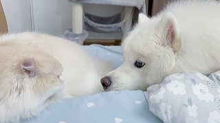 Thôi xong, chuyện tình cảm này khiến họ hiểu rõ rồi