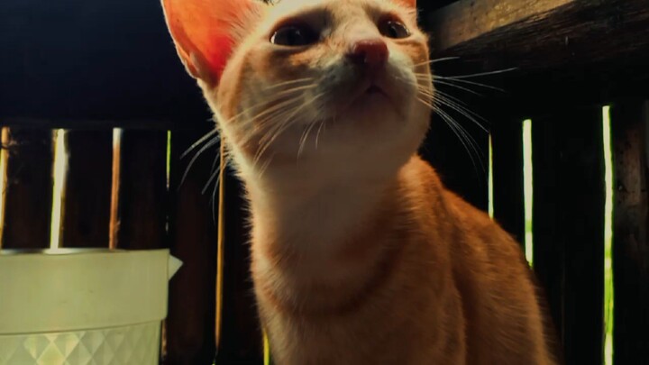 Cute Cat