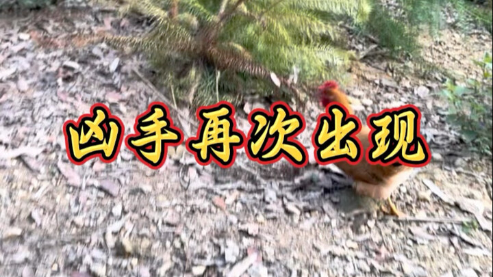 สามวันสองวันก็มีมาหนึ่งตัว ฉันยังเสียดายจะกินแบบนี้เลย