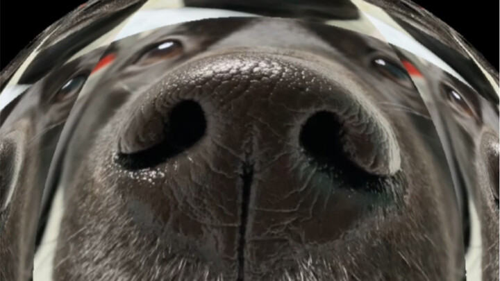 Anjing kecil yang ditolak masuk rumah oleh mama karena pulang terlambat