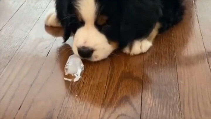 เมื่อเจ้าตูบเจอก้อนน้ำแข็ง