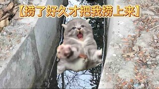 【猫meme】关于我那掉臭水沟的童年