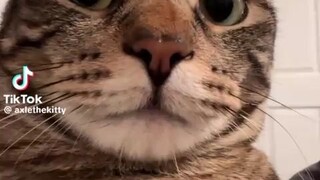 Soo cute😽