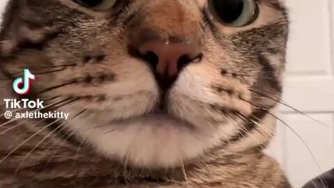 Soo cute😽