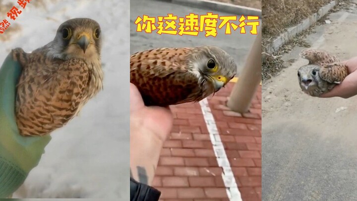 A kestrel ate pigeons and a man drove 500 kilometers to release it four times. Unexpectedly, the kes