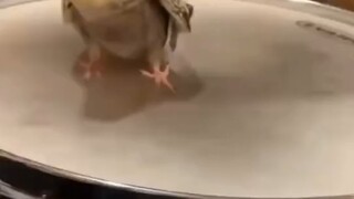 นกกลอง