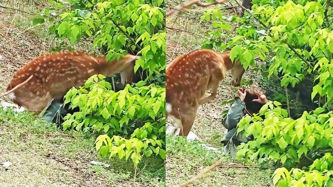 A woman got too close while gazing at a baby deer and was furiously charged by the wild mother deer,
