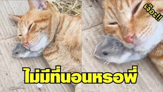 นอนแบบนี้ พี่ตื่นมาจะเหลือเรอะ !! #รวมคลิปฮาพากย์ไทย