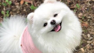 Cutest Pomeranian Barking Compilation