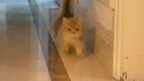 แมวที่บ้านเดินกับวิ่งดูต่างกันมากเลยนะ