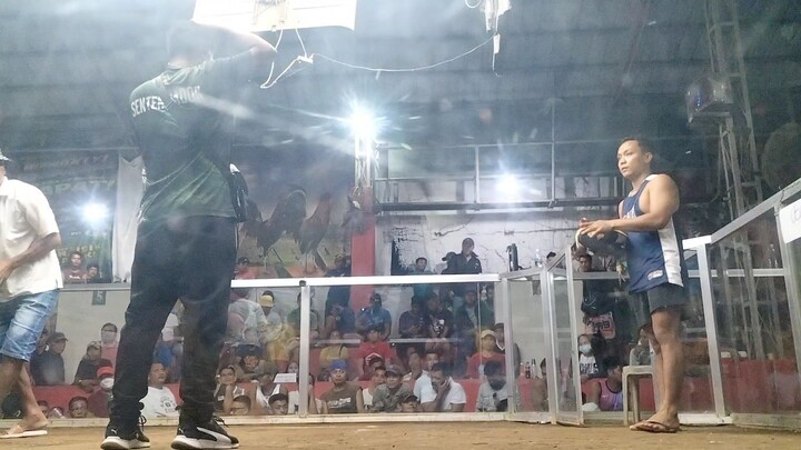 Sayang nabulagan pa🥹🐓(DRAW)