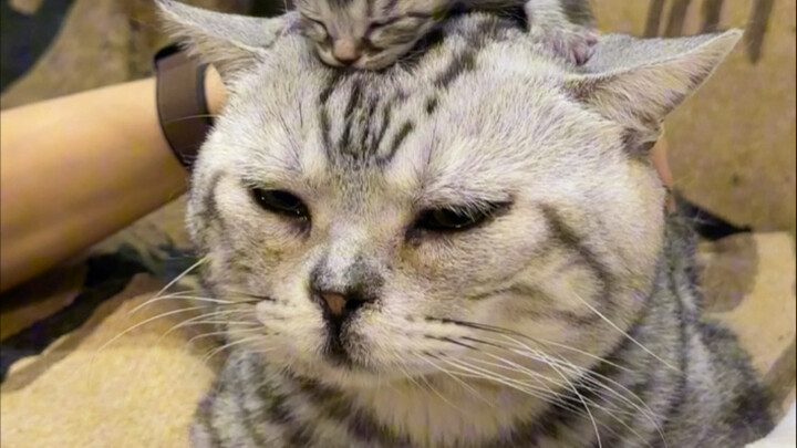 Ini pertama kalinya saya ditipu oleh kucing.